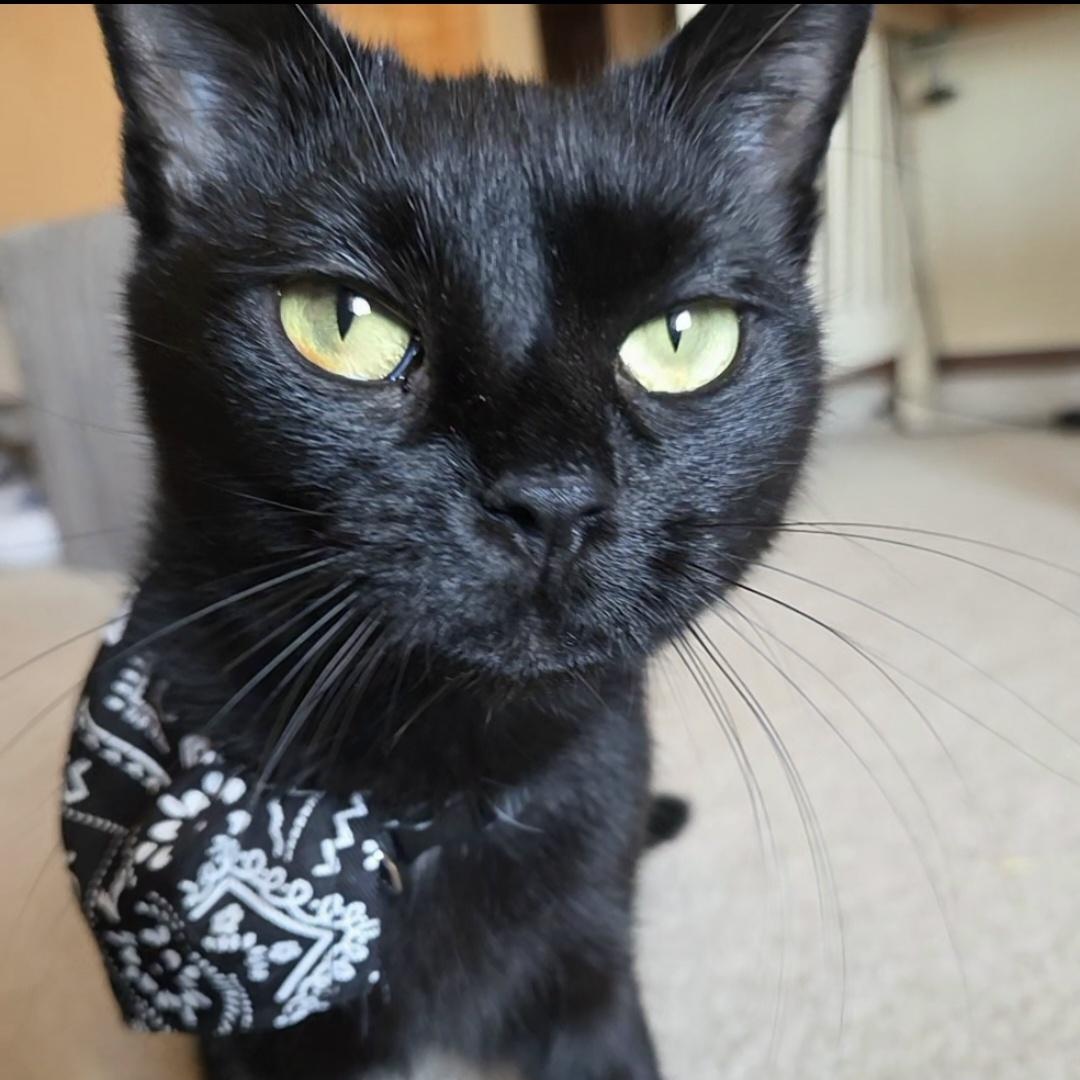 Enlarge Crescent (ID 52933), a Adoptable Domestic Short Hair in Manassas, VA image 1/5