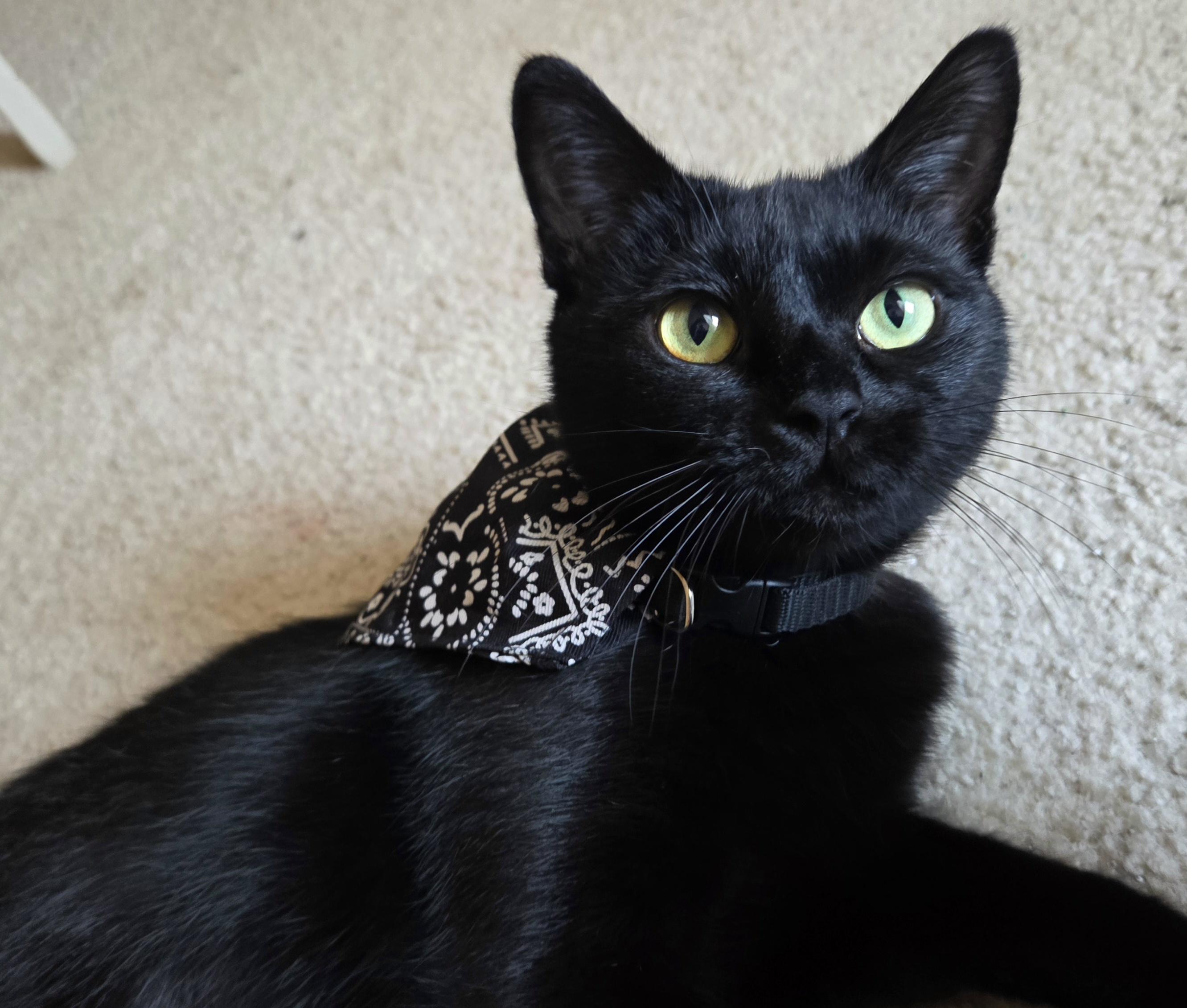 Enlarge Crescent (ID 52933), a Adoptable Domestic Short Hair in Manassas, VA image 5/5