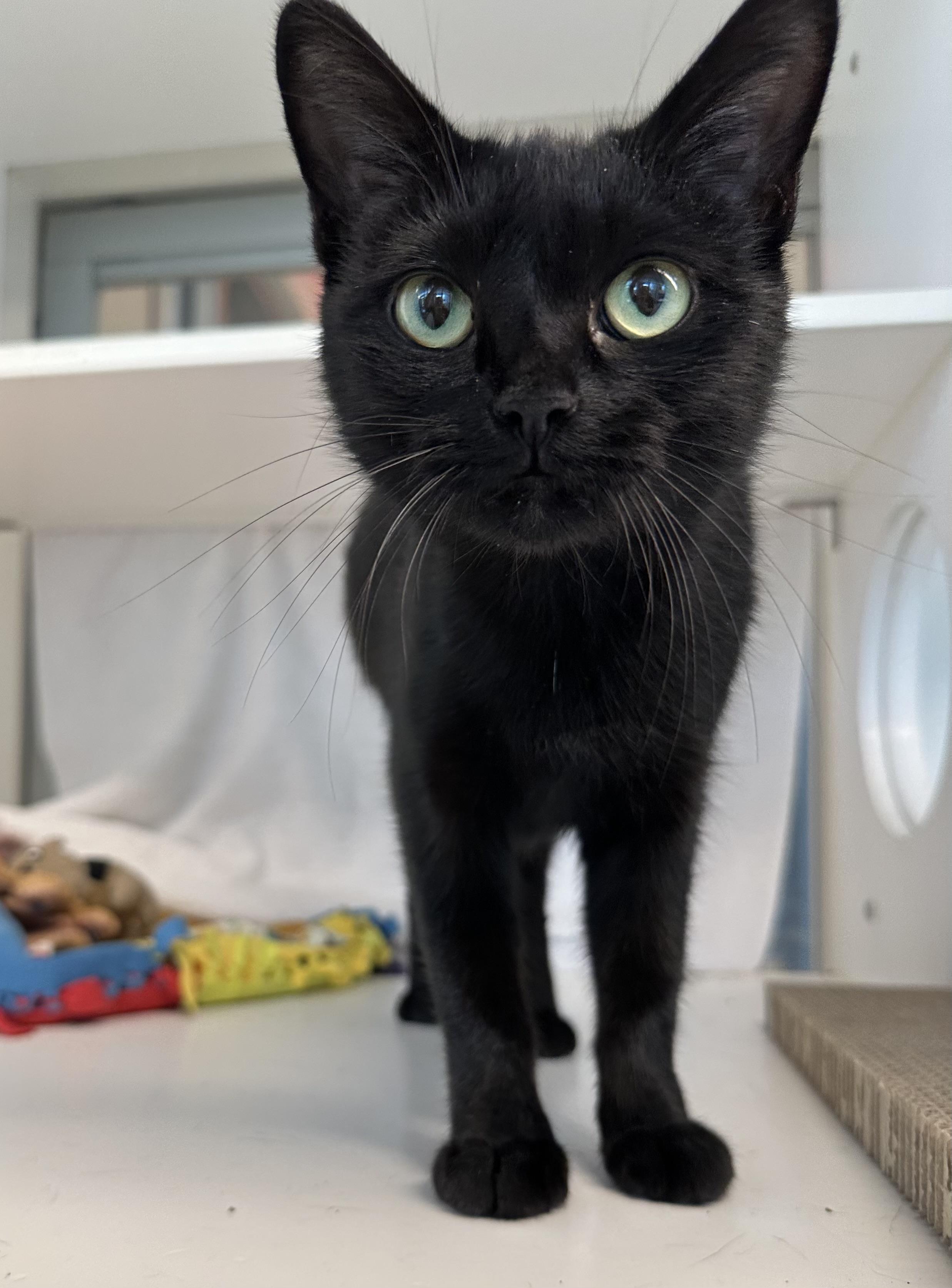 Enlarge Crescent (ID 52933), a Adoptable Domestic Short Hair in Manassas, VA image 3/5