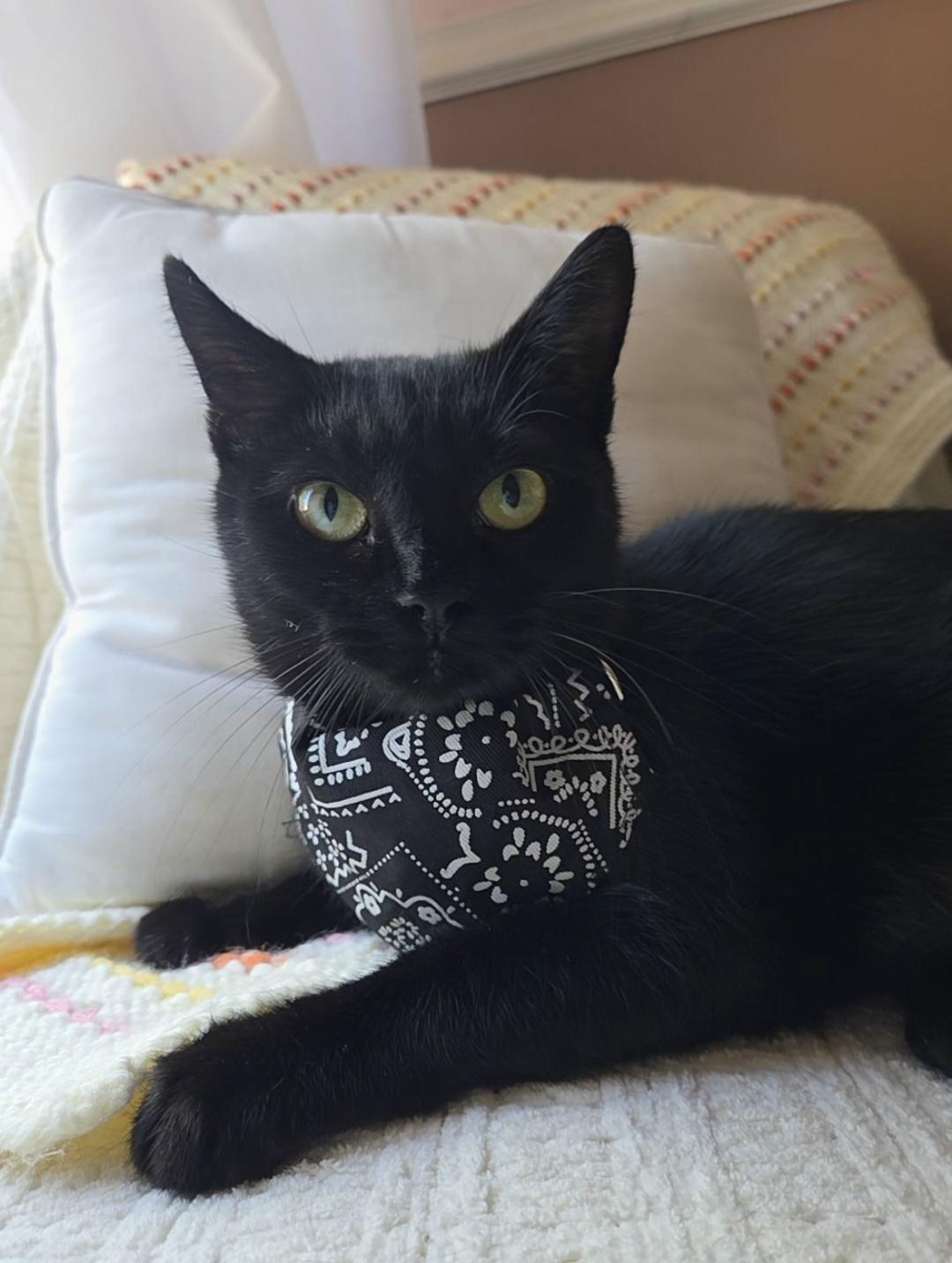 Enlarge Crescent (ID 52933), a Adoptable Domestic Short Hair in Manassas, VA image 4/5