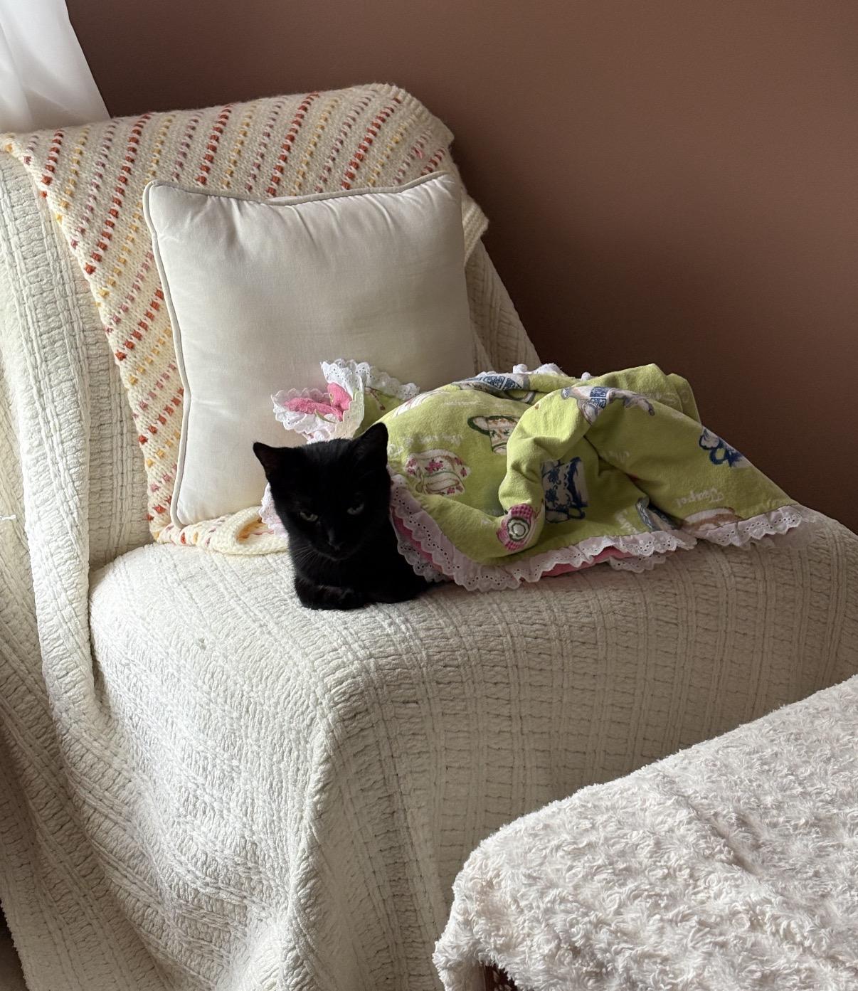 Enlarge Crescent (ID 52933), a Adoptable Domestic Short Hair in Manassas, VA image 2/5