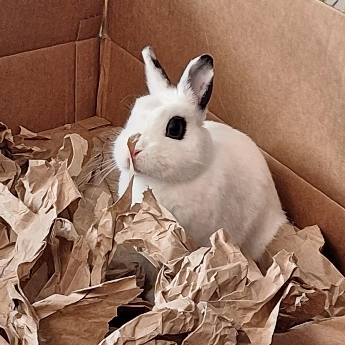 Star, ADOPTABLE, Young Female Netherland Dwarf.
