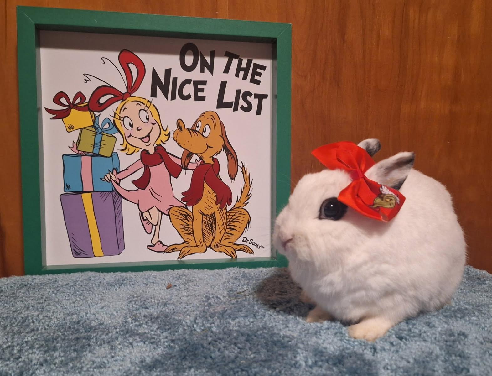 Star, ADOPTABLE, Young Female Netherland Dwarf.