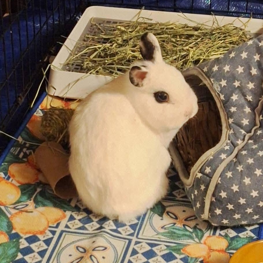 Enlarge Star, a ADOPTABLE Netherland Dwarf in Knoxville, TN image 3/3
