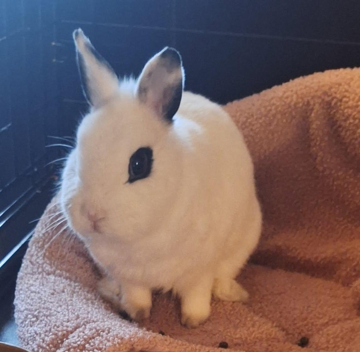 Enlarge Star, a ADOPTABLE Netherland Dwarf in Knoxville, TN image 2/3
