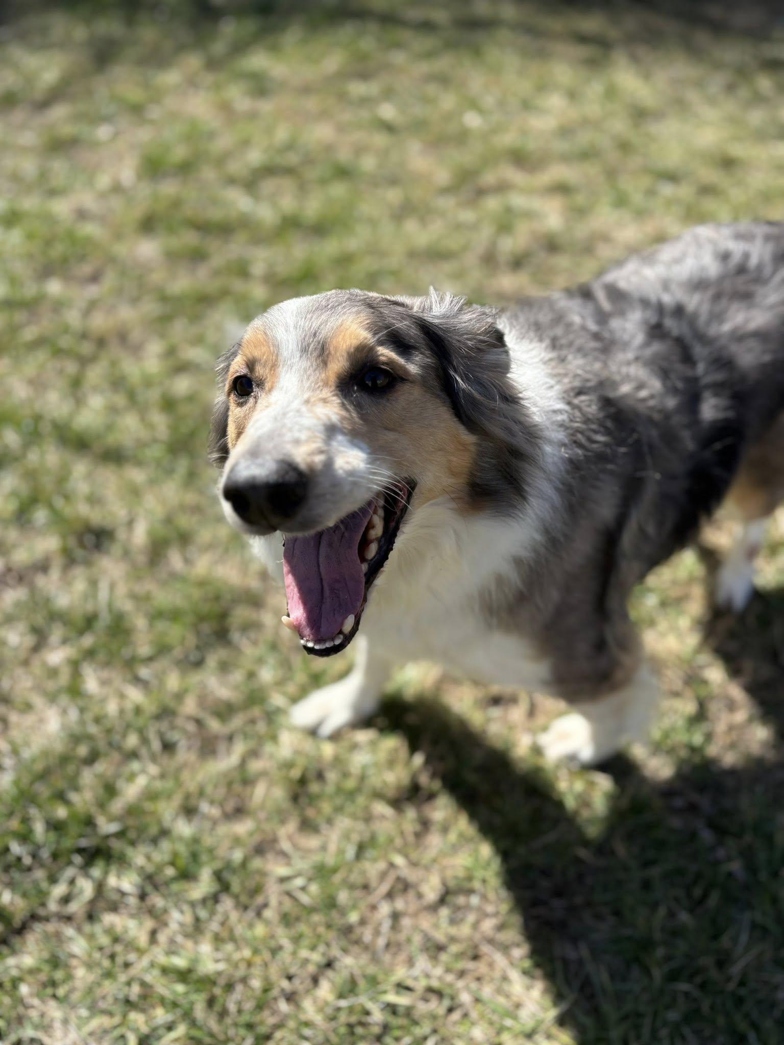 Enlarge Windsor, a ADOPTABLE Australian Shepherd in Saint Charles, MO image 3/3