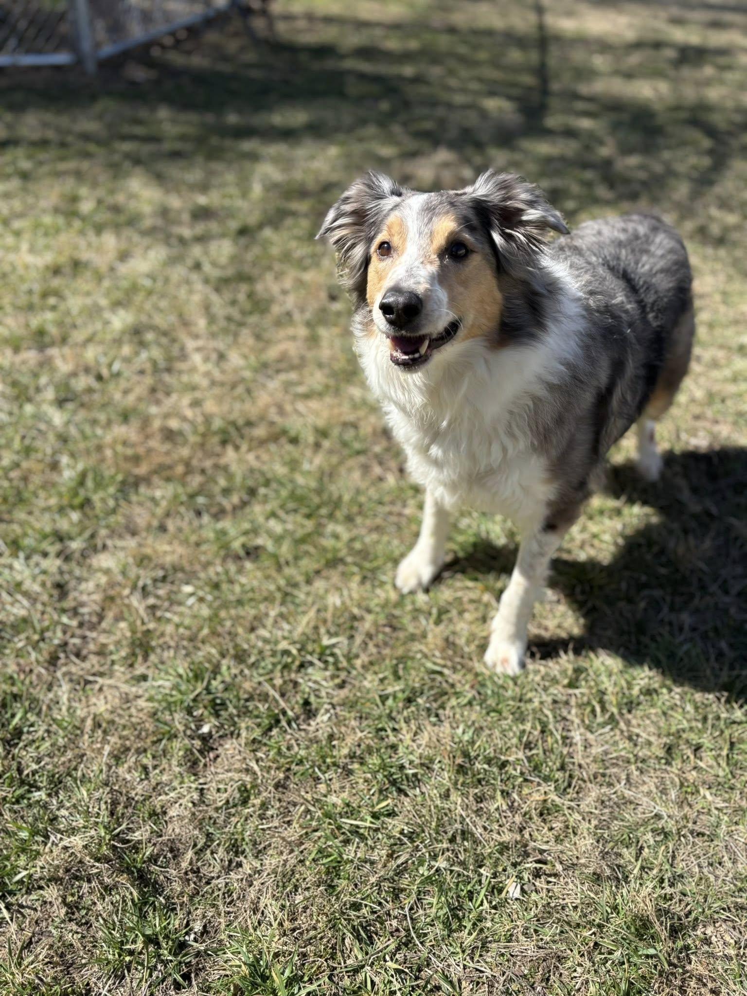 Windsor, ADOPTABLE, Adult Male Australian Shepherd.