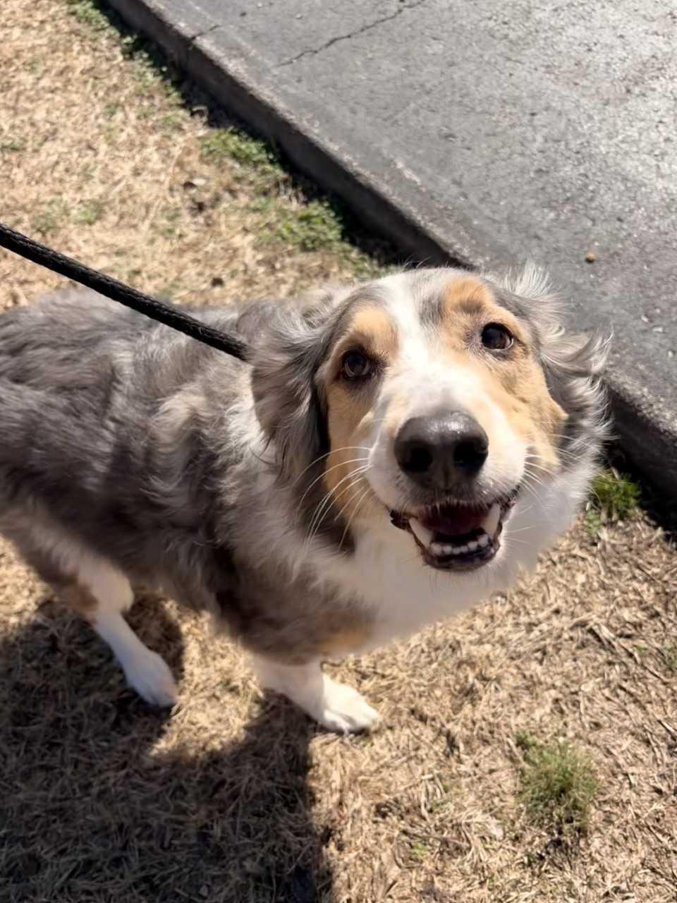 Enlarge Windsor, a ADOPTABLE Australian Shepherd in Saint Charles, MO image 1/1
