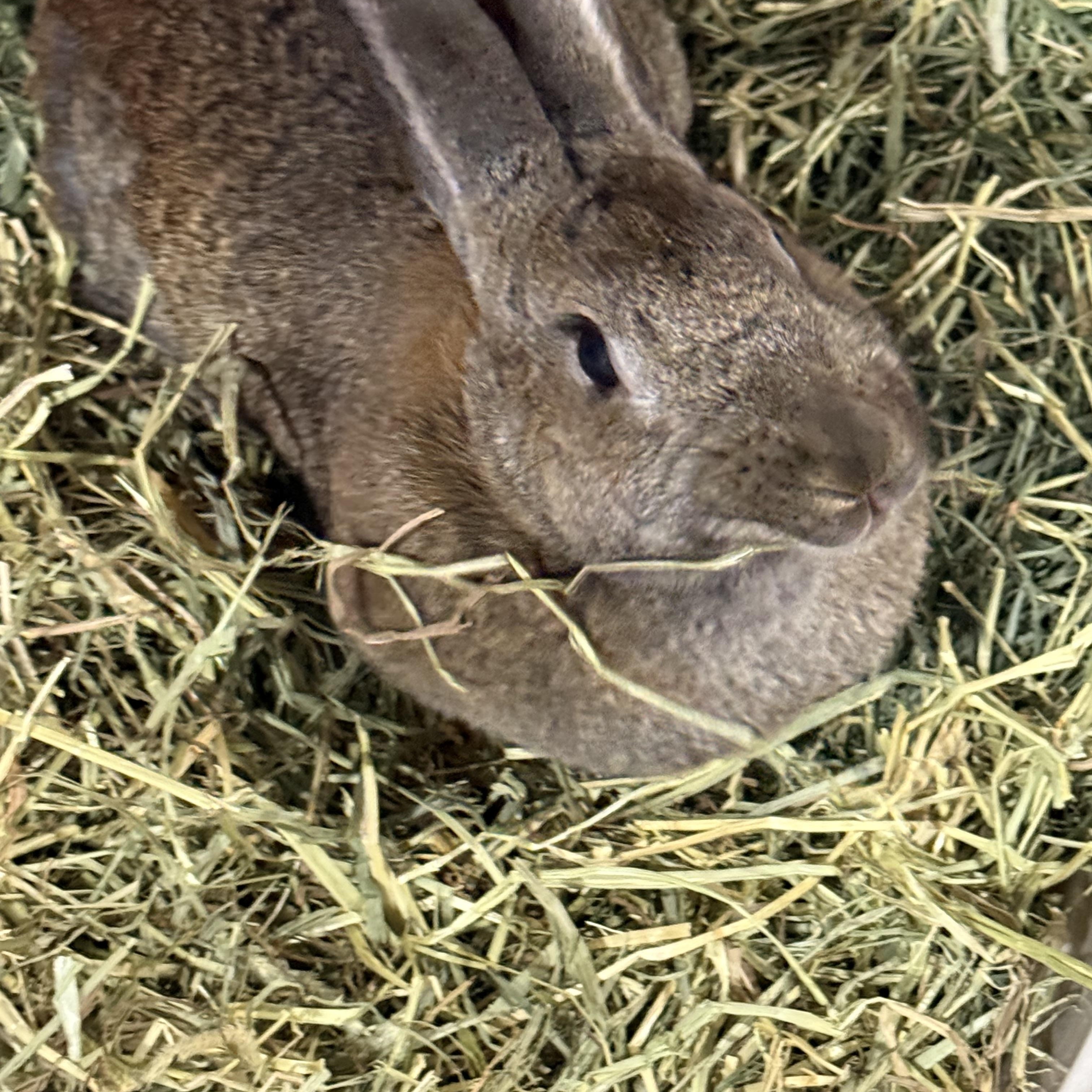 Enlarge Big Bertha , a ADOPTABLE New Zealand in St. Charles, MO image 5/5