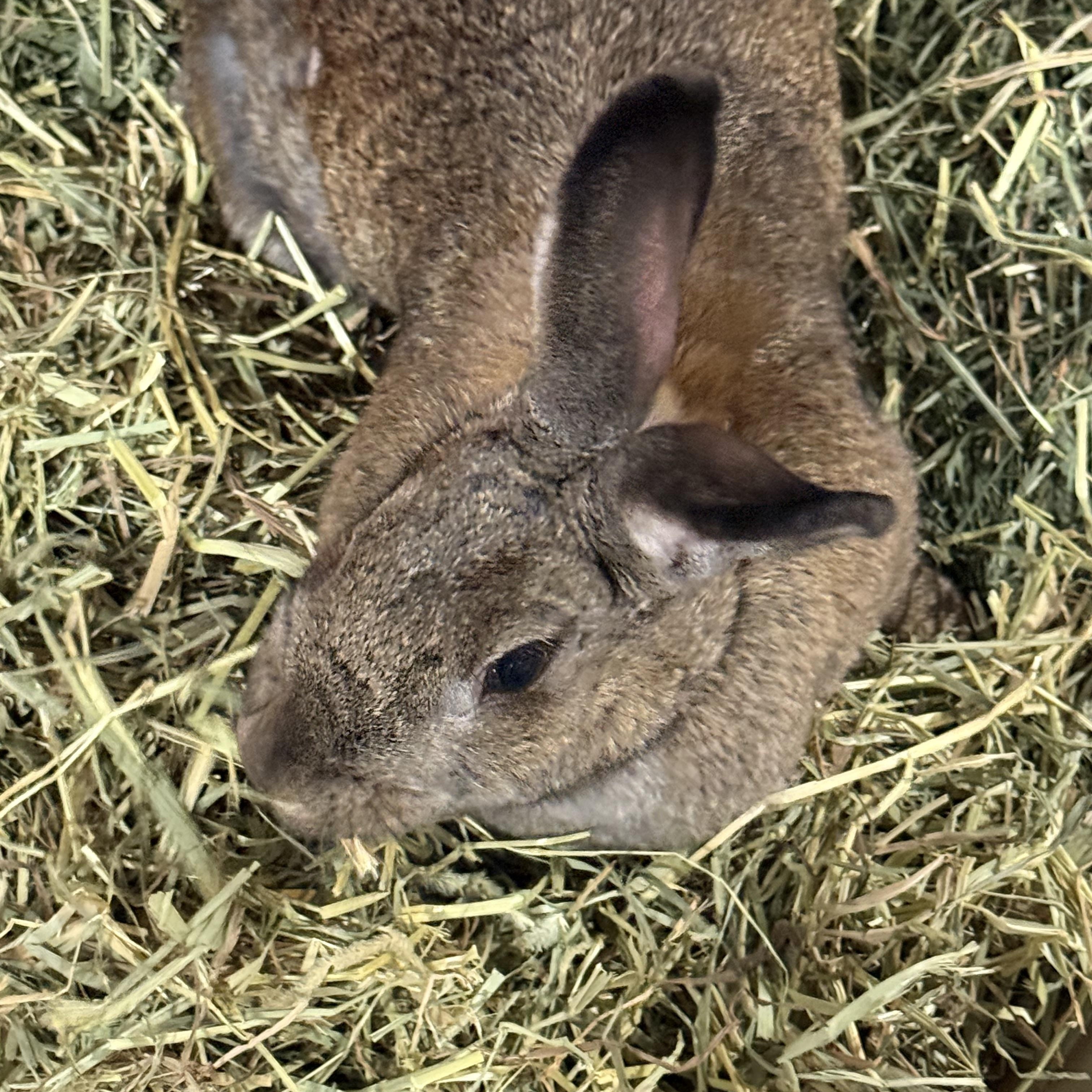 Enlarge Big Bertha , a ADOPTABLE New Zealand in St. Charles, MO image 2/5
