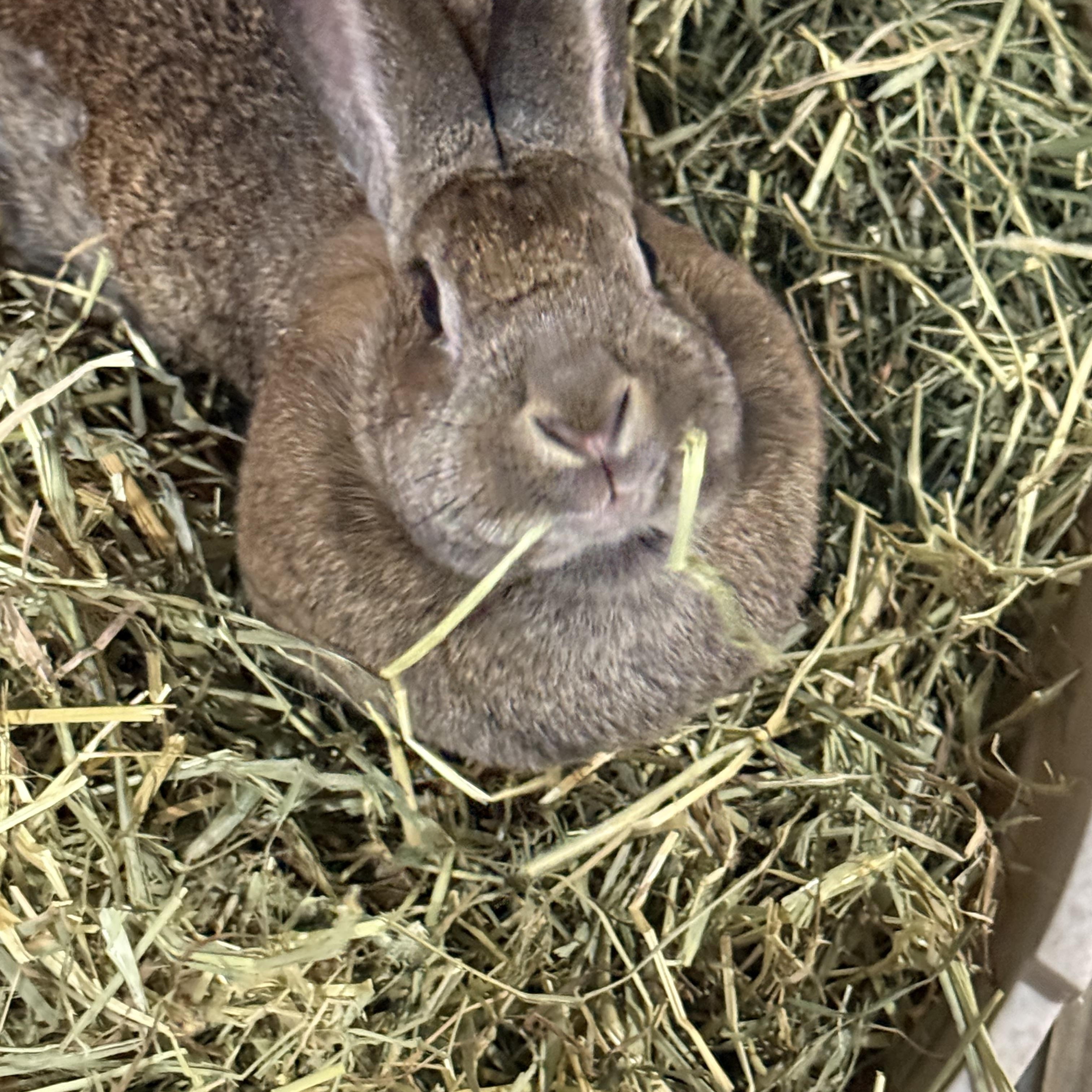 Enlarge Big Bertha , a ADOPTABLE New Zealand in St. Charles, MO image 3/5