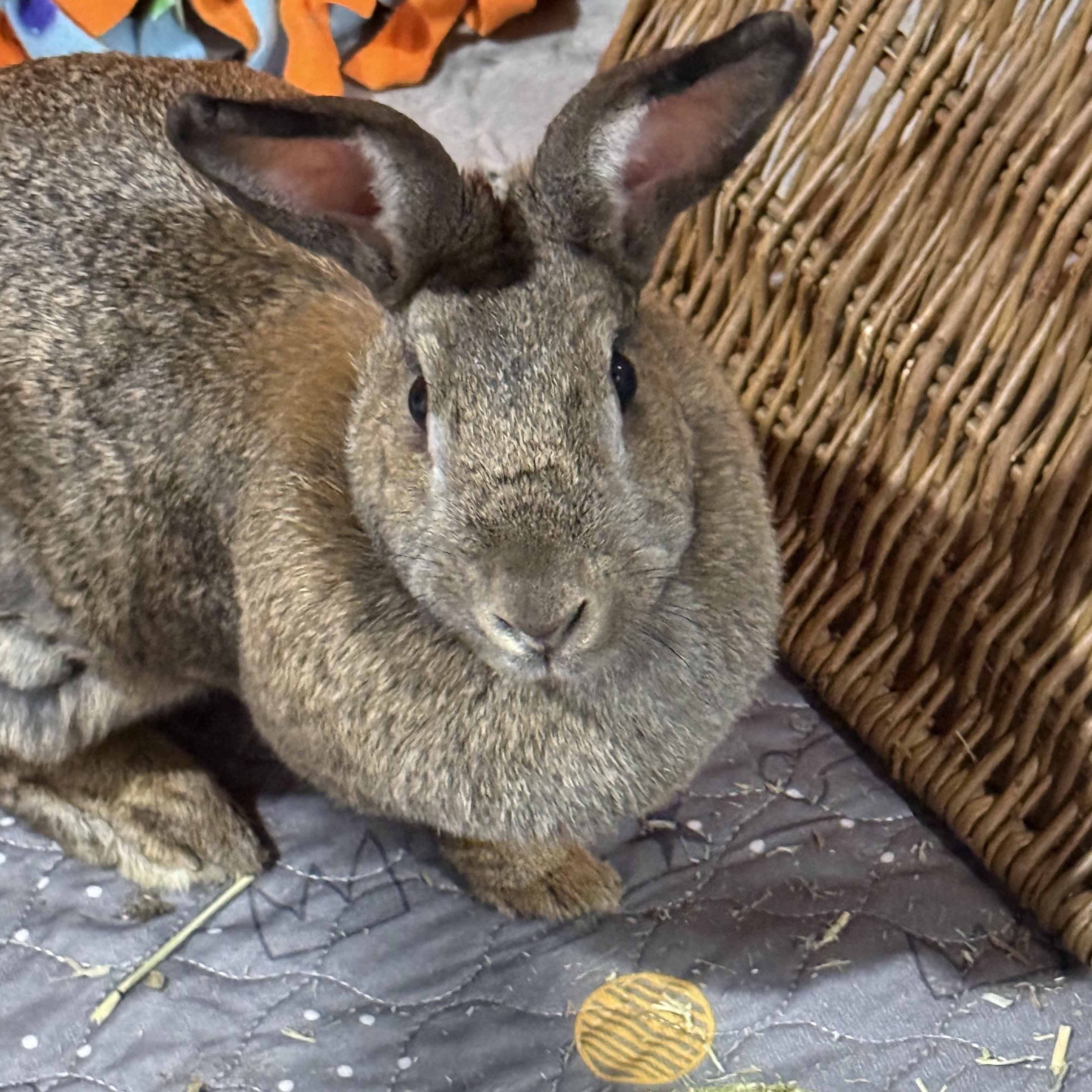 Big Bertha , ADOPTABLE, Adult Female New Zealand.