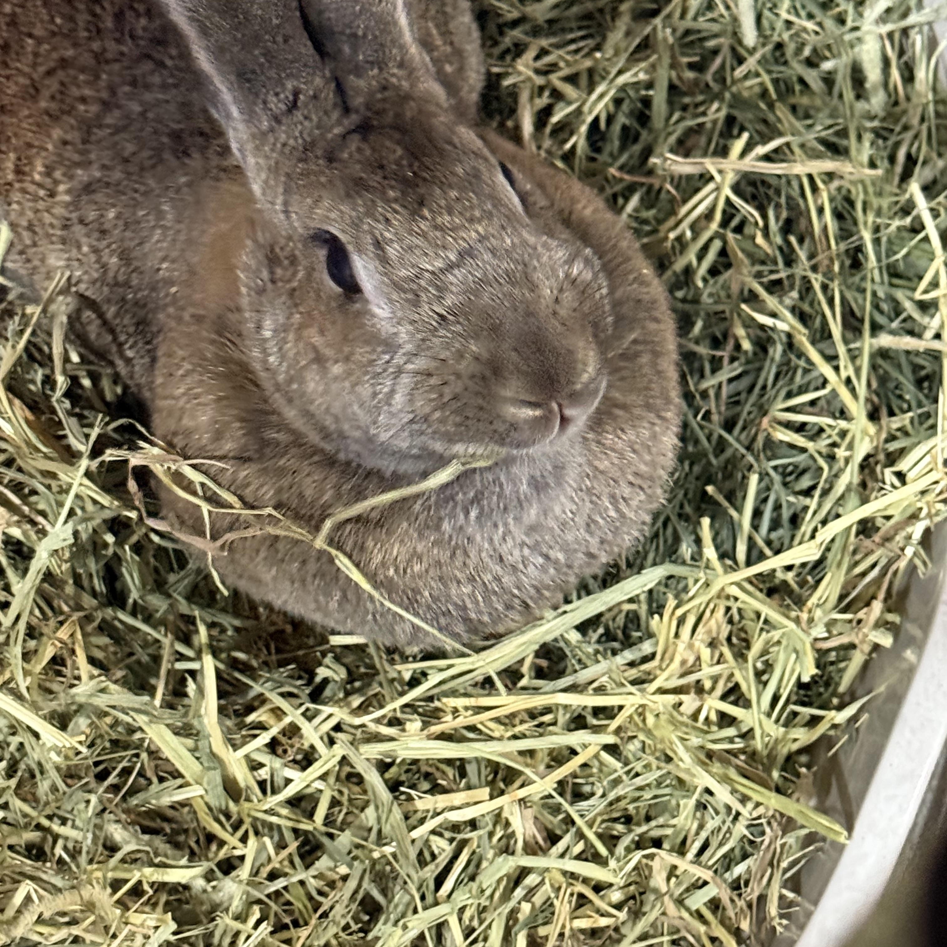 Enlarge Big Bertha , a ADOPTABLE New Zealand in St. Charles, MO image 4/5