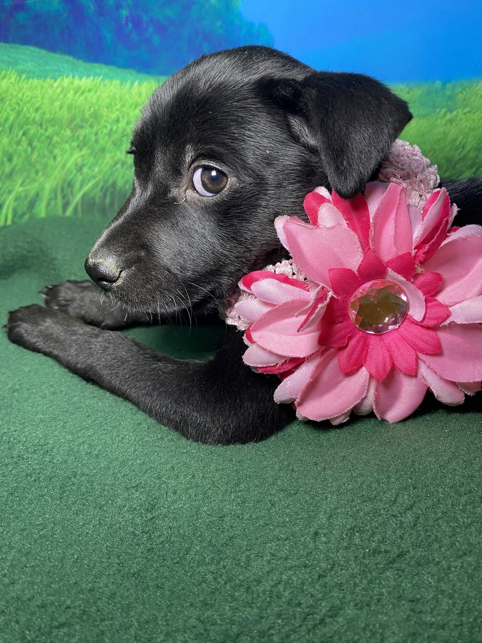 Maisy, Adopted, Puppy Female Labrador Retriever & Husky.