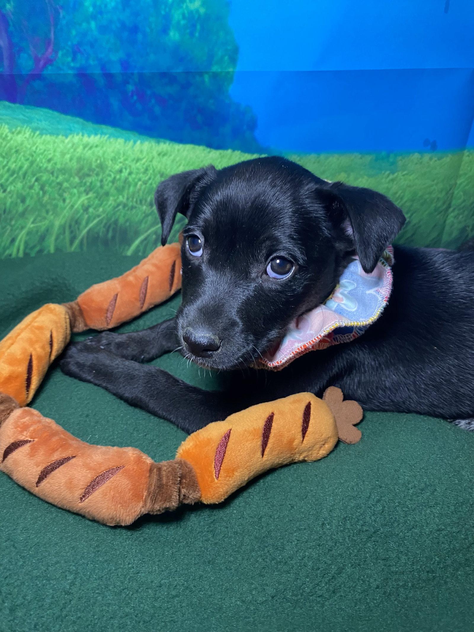 Maisy, a Adopted mixed breed in Barnhart, MO image 2/3