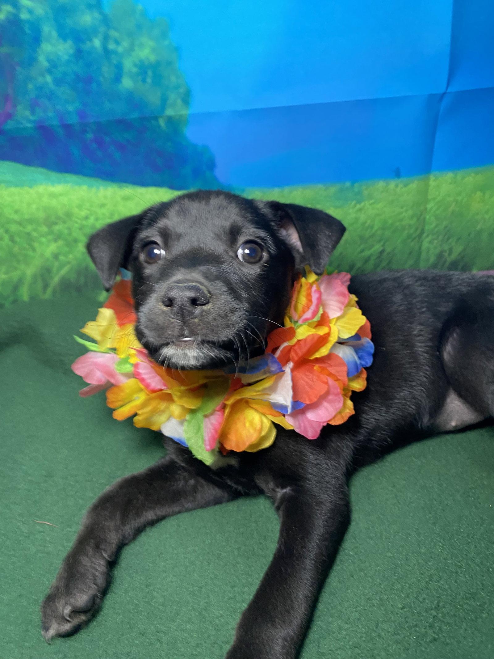Maisy, a Adopted mixed breed in Barnhart, MO image 3/3
