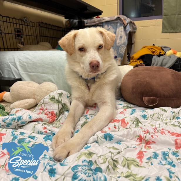 Enlarge Ralph, a Adoptable Mixed Breed in Pittsburgh, PA image 1/6