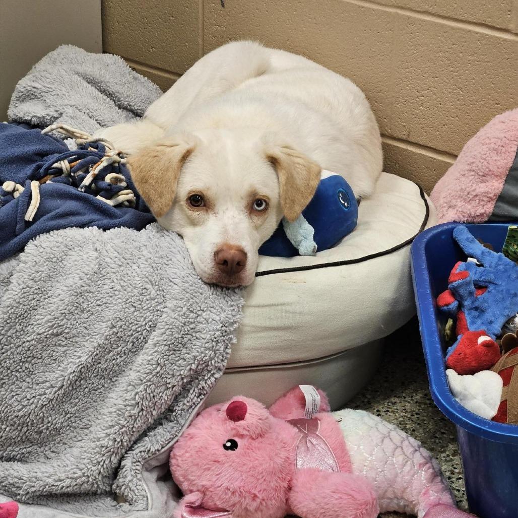 Ralph, Adoptable, Adult Male Mixed Breed.