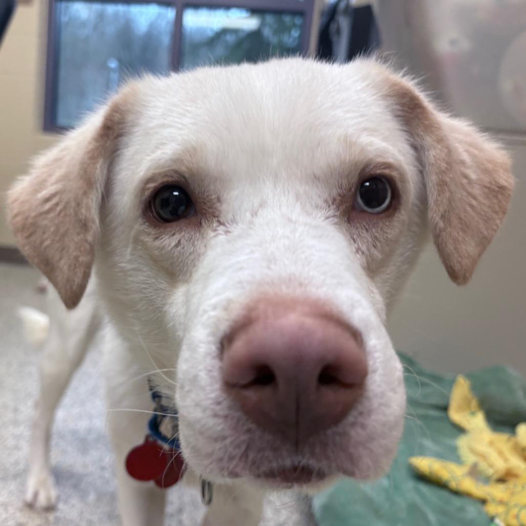 Enlarge Ralph, a Adoptable Mixed Breed in Pittsburgh, PA image 2/6