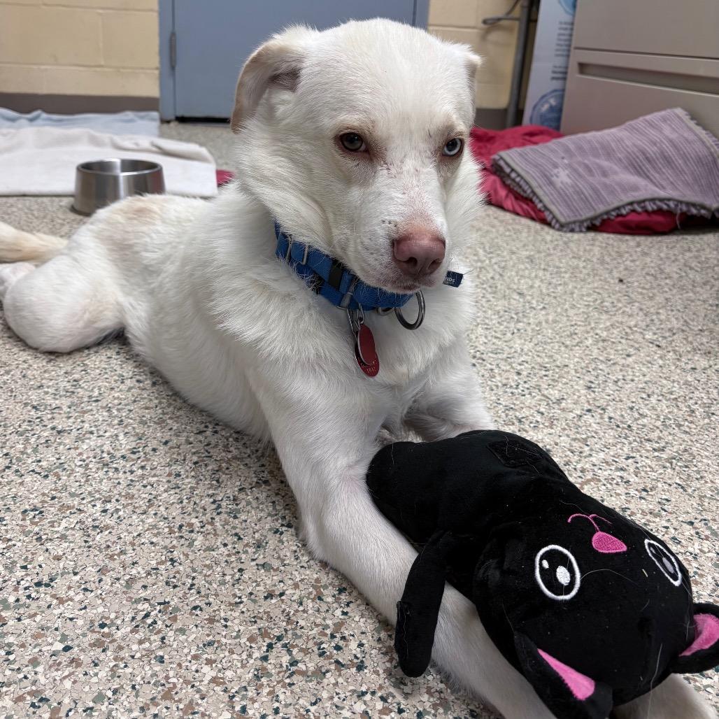Enlarge Ralph, a Adoptable Mixed Breed in Pittsburgh, PA image 3/6