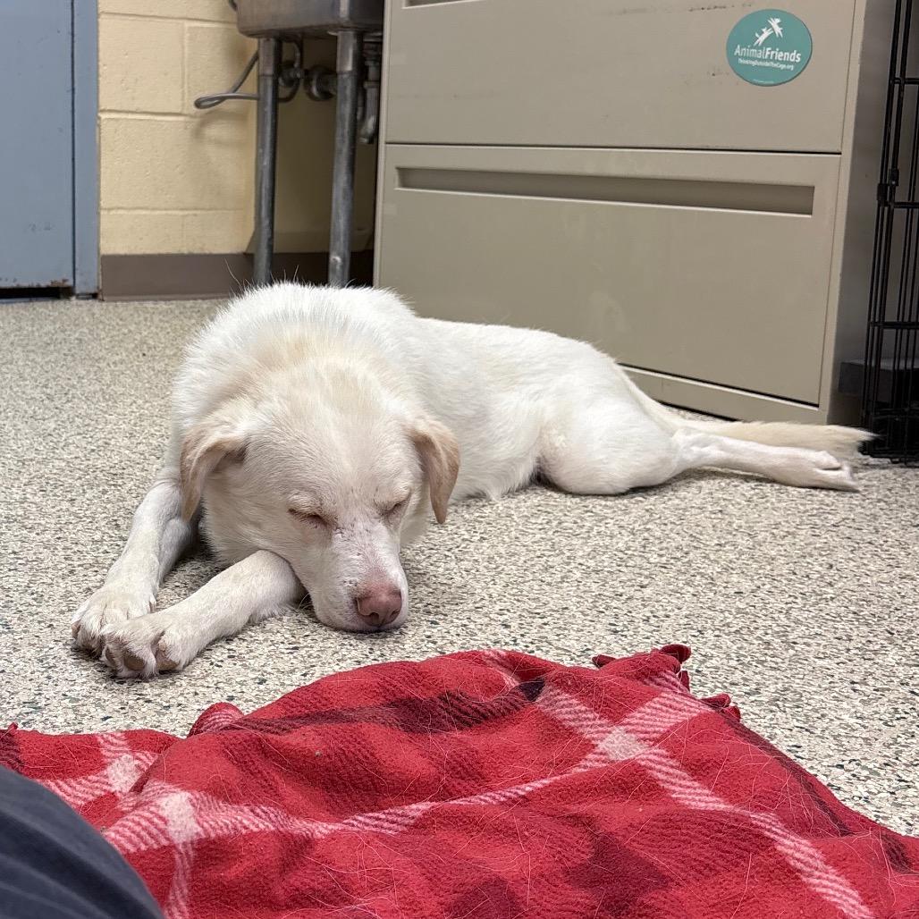 Enlarge Ralph, a Adoptable Mixed Breed in Pittsburgh, PA image 4/6