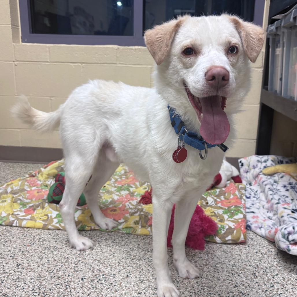 Enlarge Ralph, a Adoptable Mixed Breed in Pittsburgh, PA image 5/6