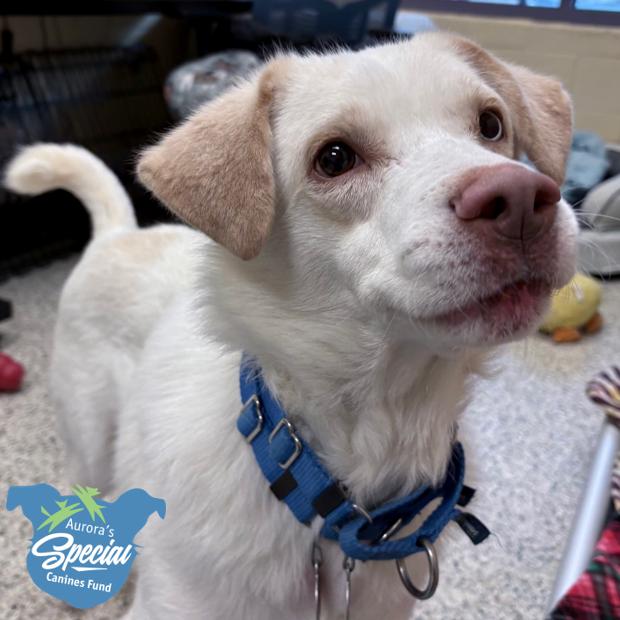 Enlarge Ralph, a Adoptable Mixed Breed in Pittsburgh, PA image 6/6