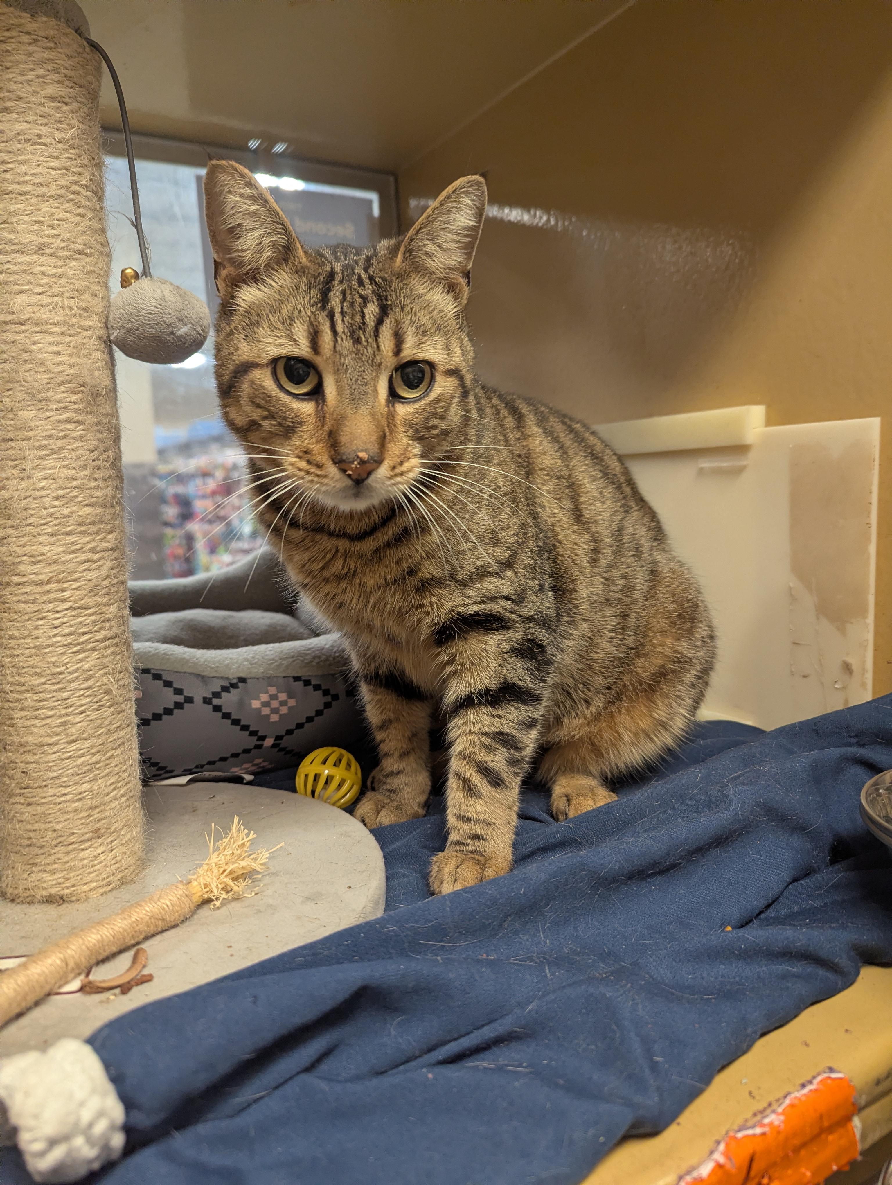 Enlarge Napa, a ADOPTABLE Domestic Short Hair in PHILADELPHIA, PA image 1/1
