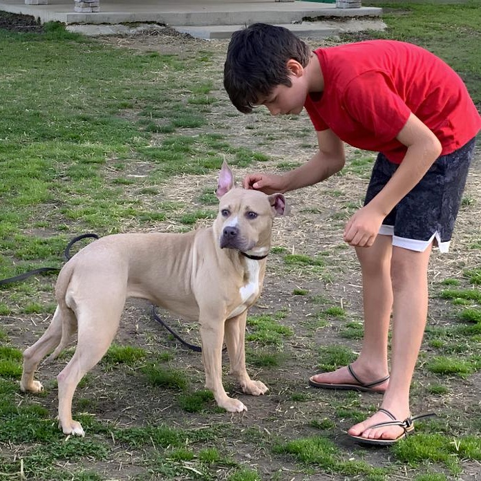 Sasha, a ADOPTABLE Pit Bull Terrier in Naperville, IL image 2/4