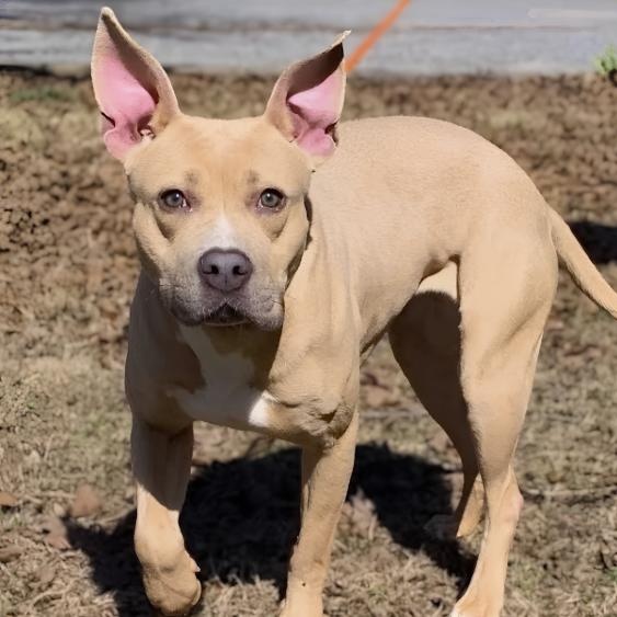 Sasha, a ADOPTABLE Pit Bull Terrier in Naperville, IL image 3/4