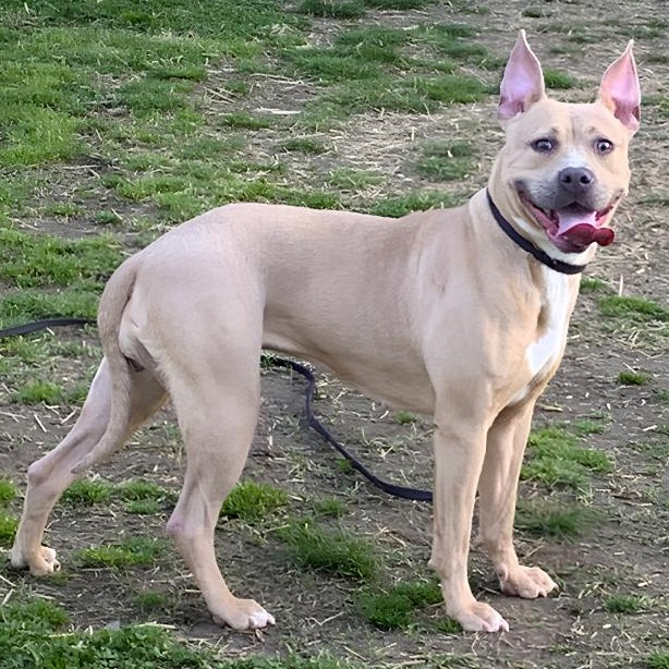 Sasha, a ADOPTABLE Pit Bull Terrier in Naperville, IL image 1/4