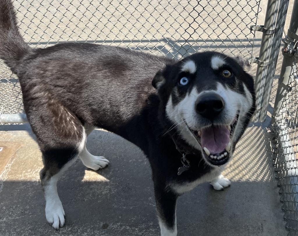 Ridge, a Adoptable mixed breed in Burnsville, NC image 1/2
