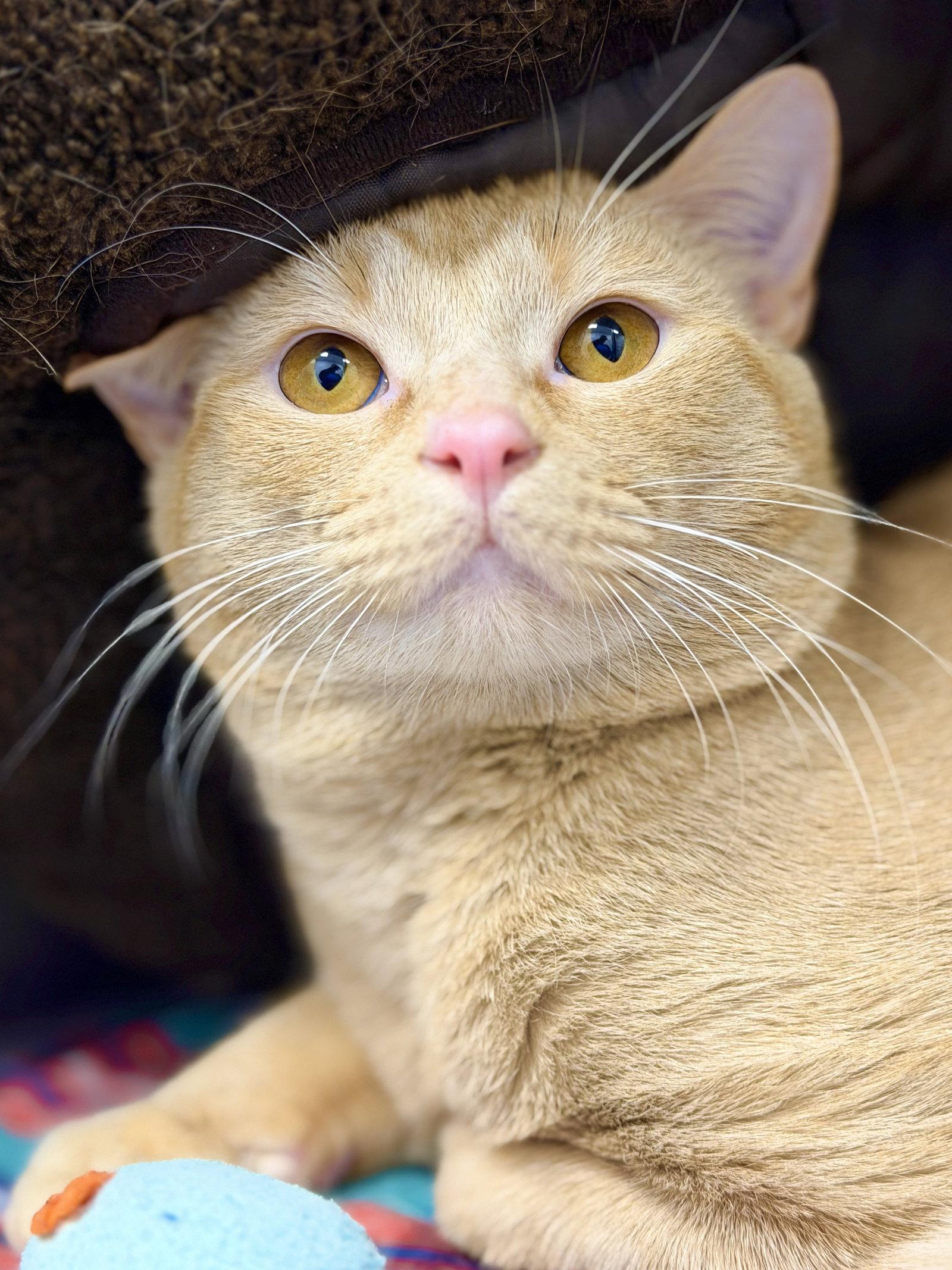 Noodle, Adoptable, Adult Male Domestic Short Hair.