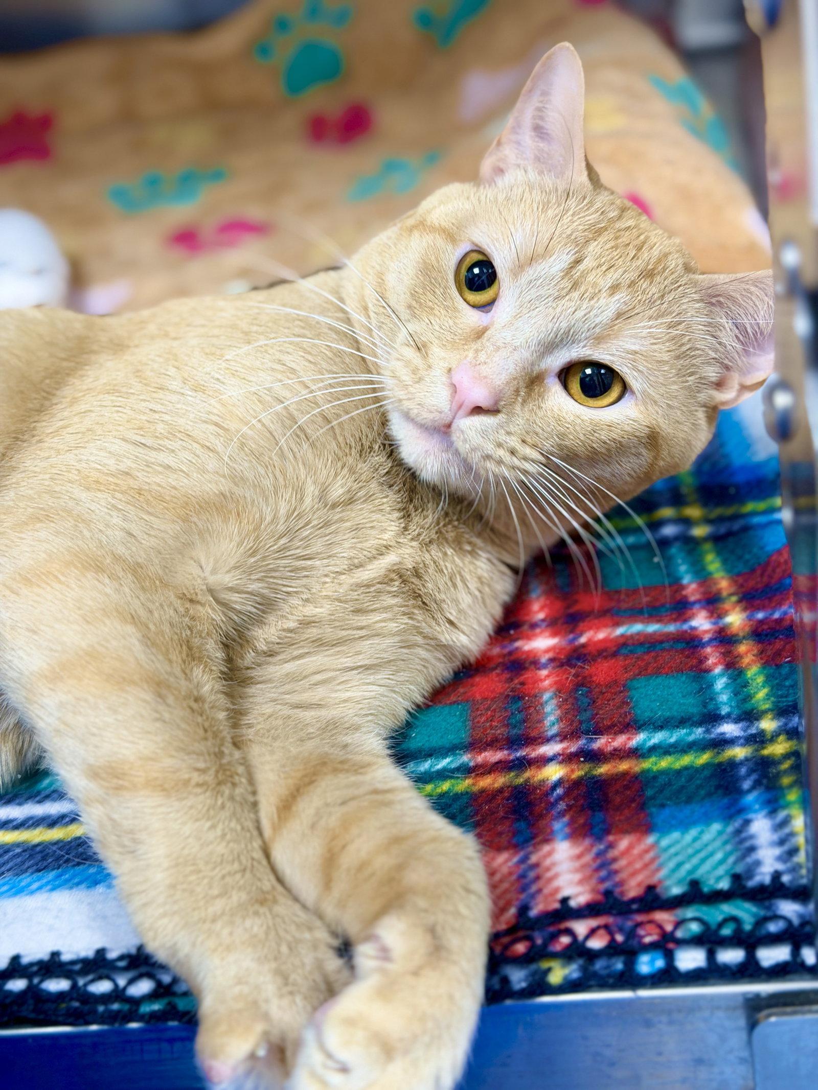 Noodle, a Adoptable Domestic Short Hair in West Cornwall, CT image 2/3