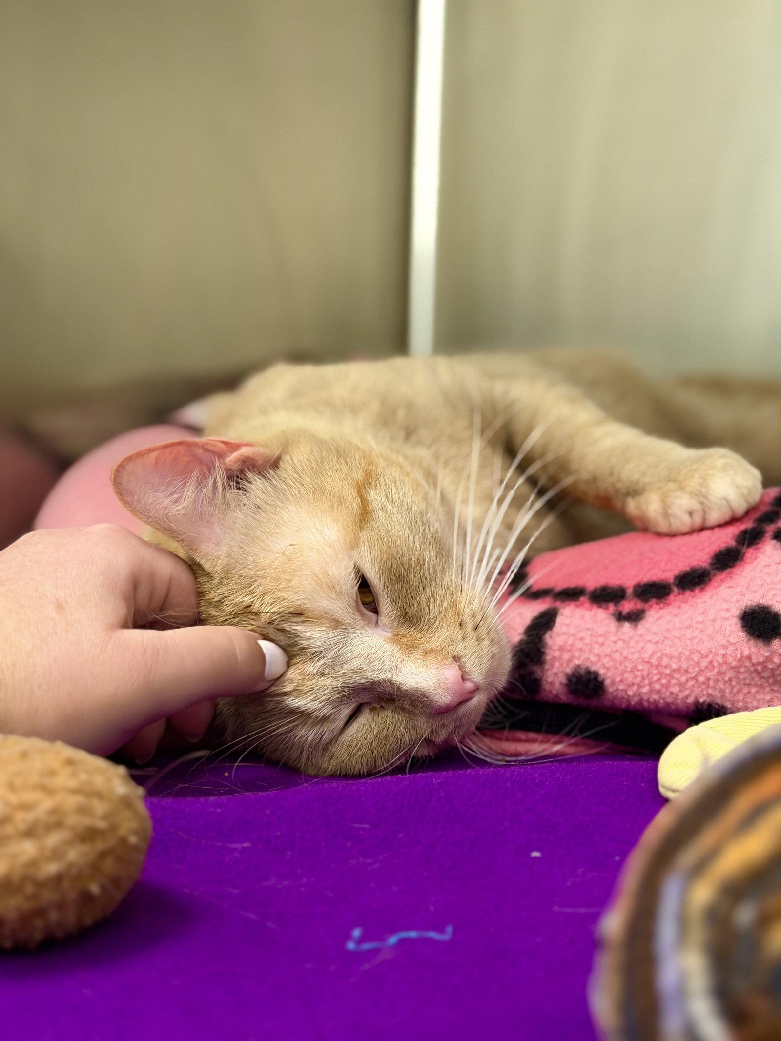 Noodle, a Adoptable Domestic Short Hair in West Cornwall, CT image 3/3