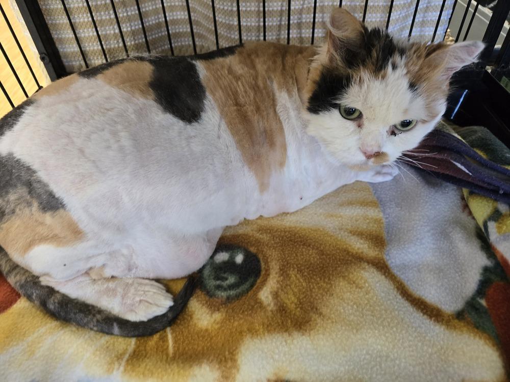 W2 Biscuit, Adoptable, Adult Female Domestic Long Hair.