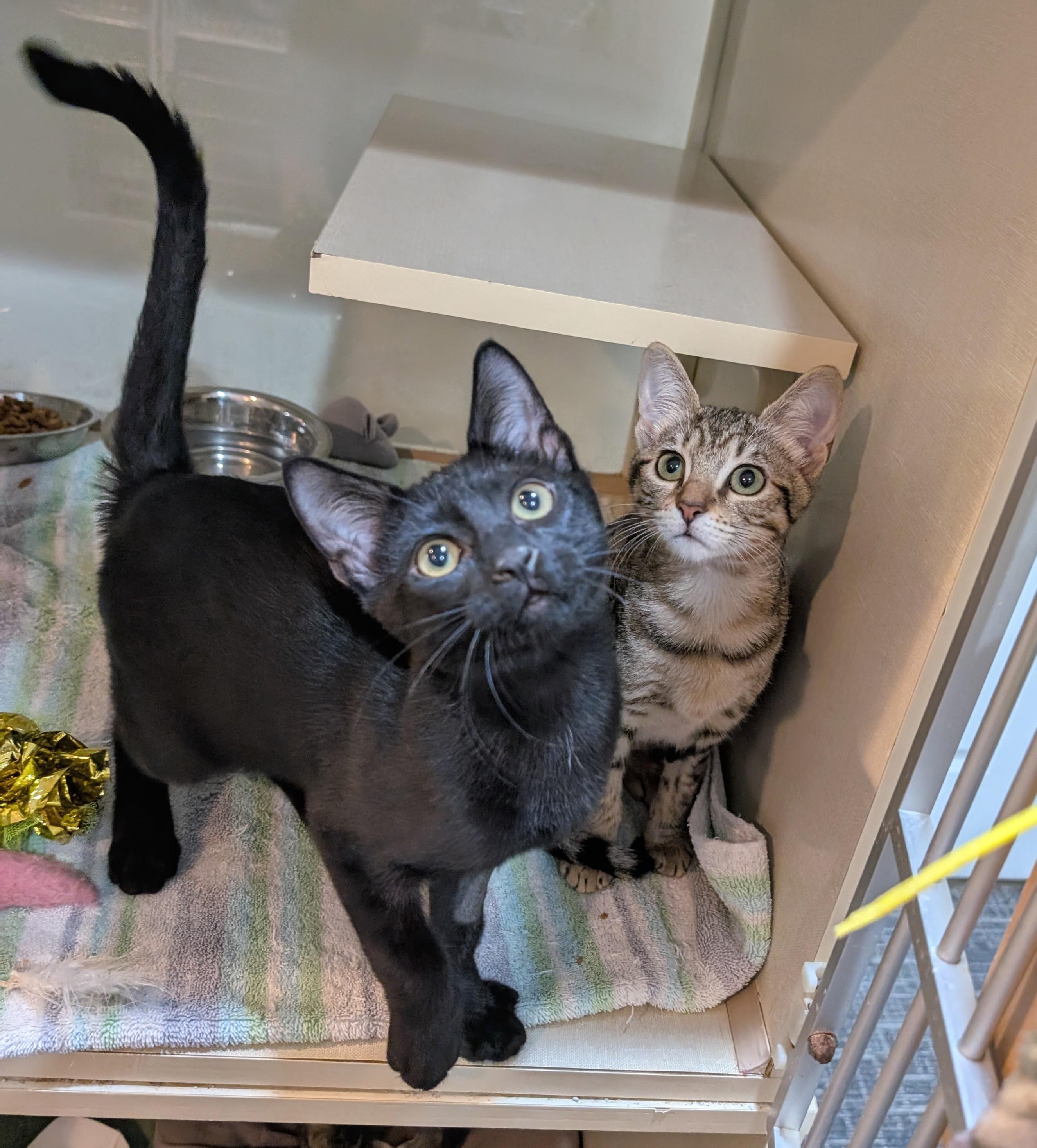 Houdini and Grace, Baby Male unknown