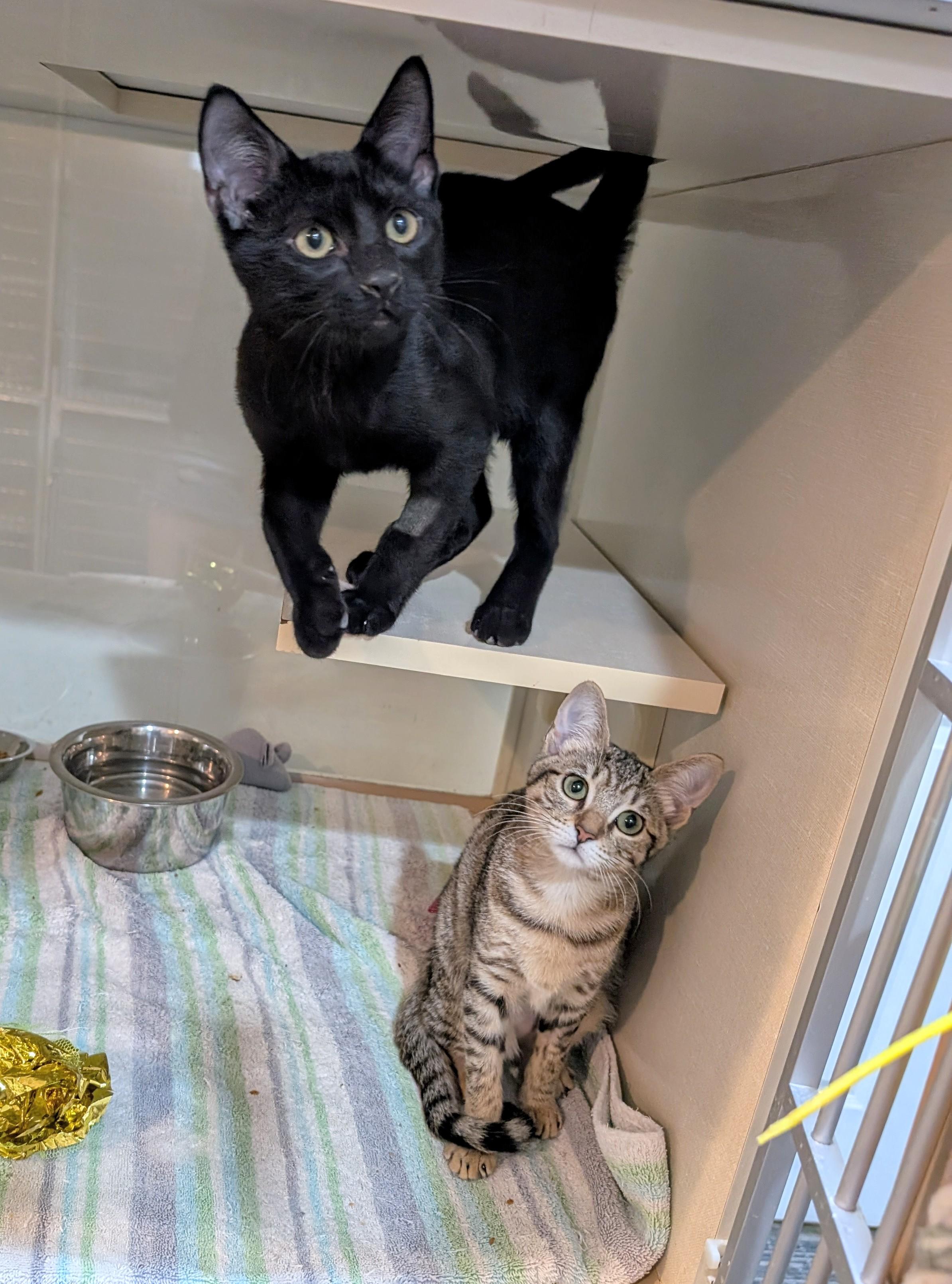 Houdini and Grace photo 4