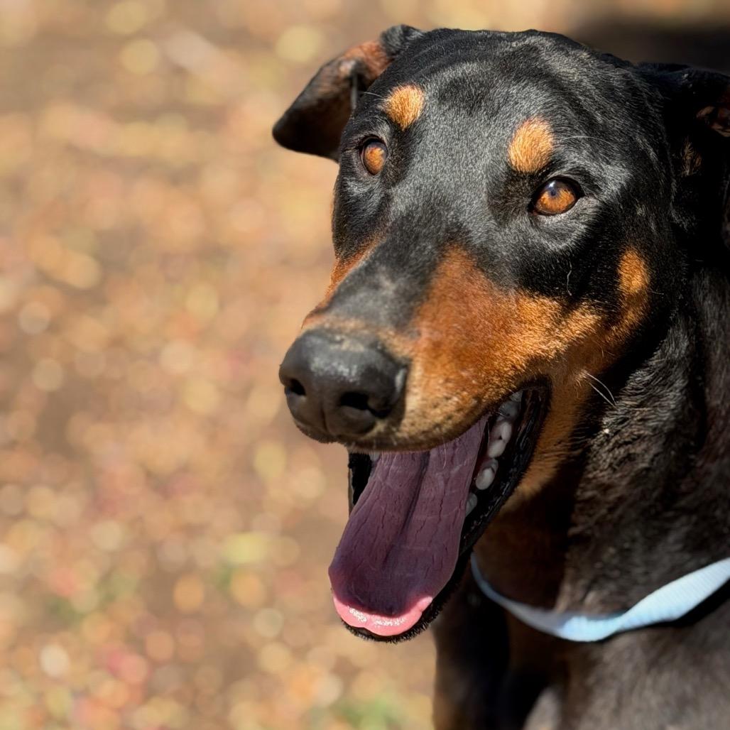 Dudley, Adoptable, Young Male Doberman Pinscher.
