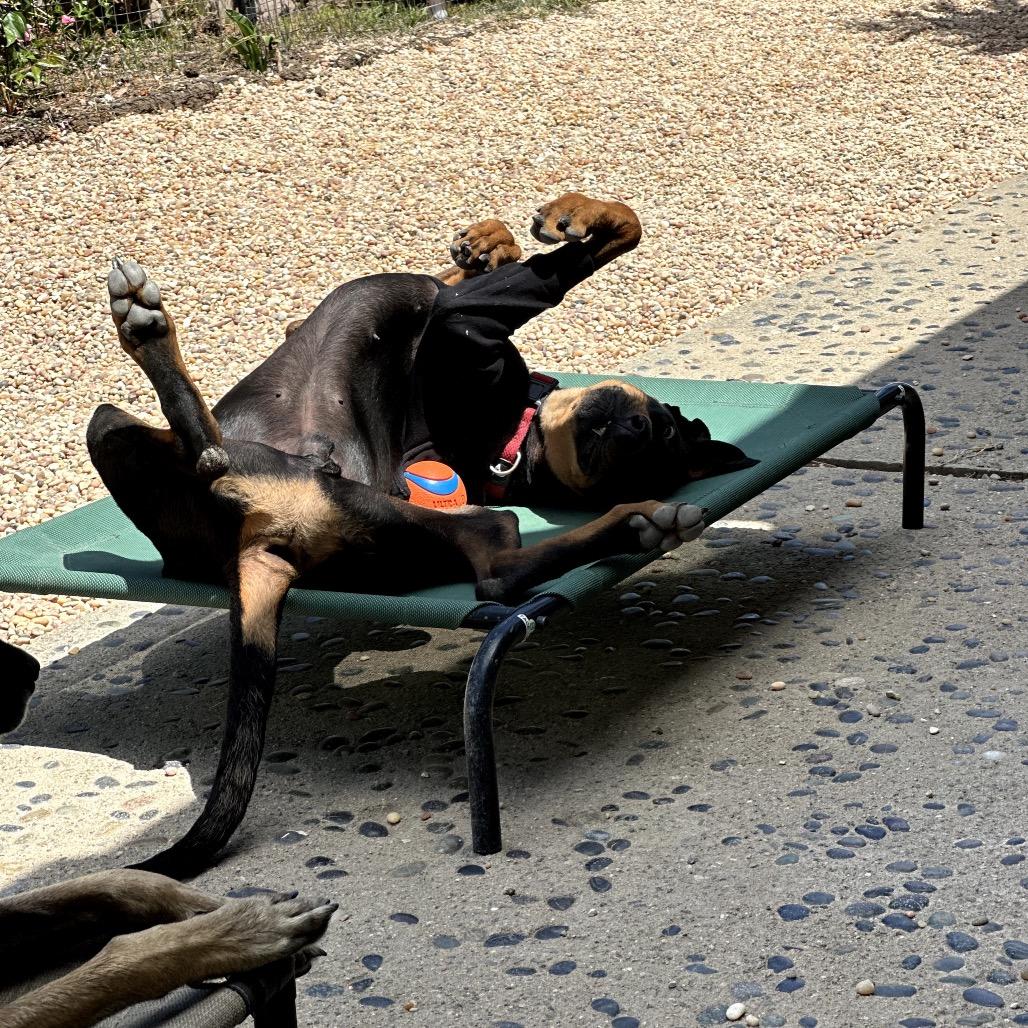 Dudley, a Adoptable Doberman Pinscher in Studio City, CA image 2/2