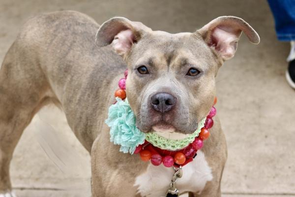 Jellybean, Adoptable, Adult Female Mixed Breed.