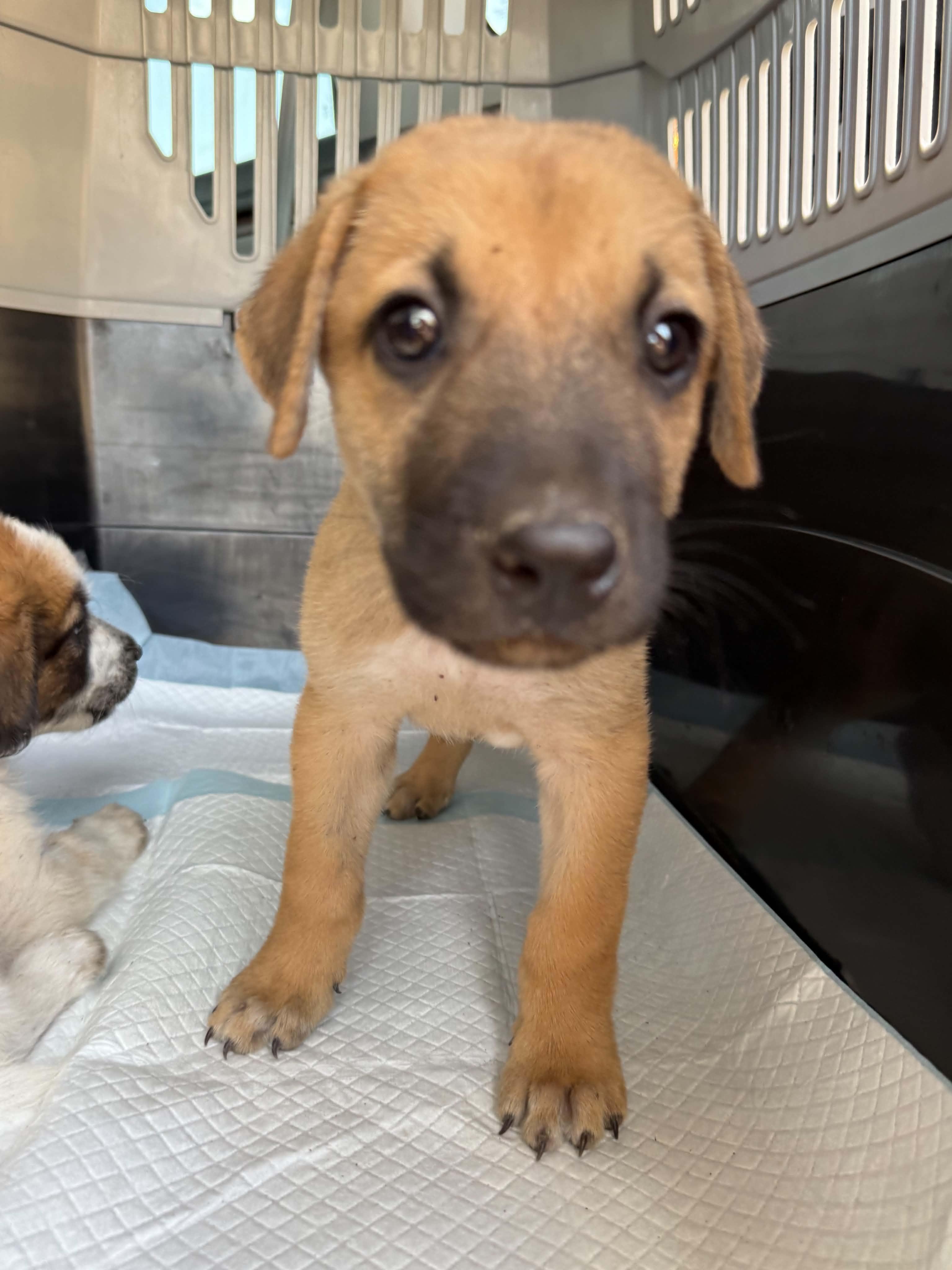 Enlarge Ernie, a Adoptable mixed breed in Gainesville, VA image 1/6