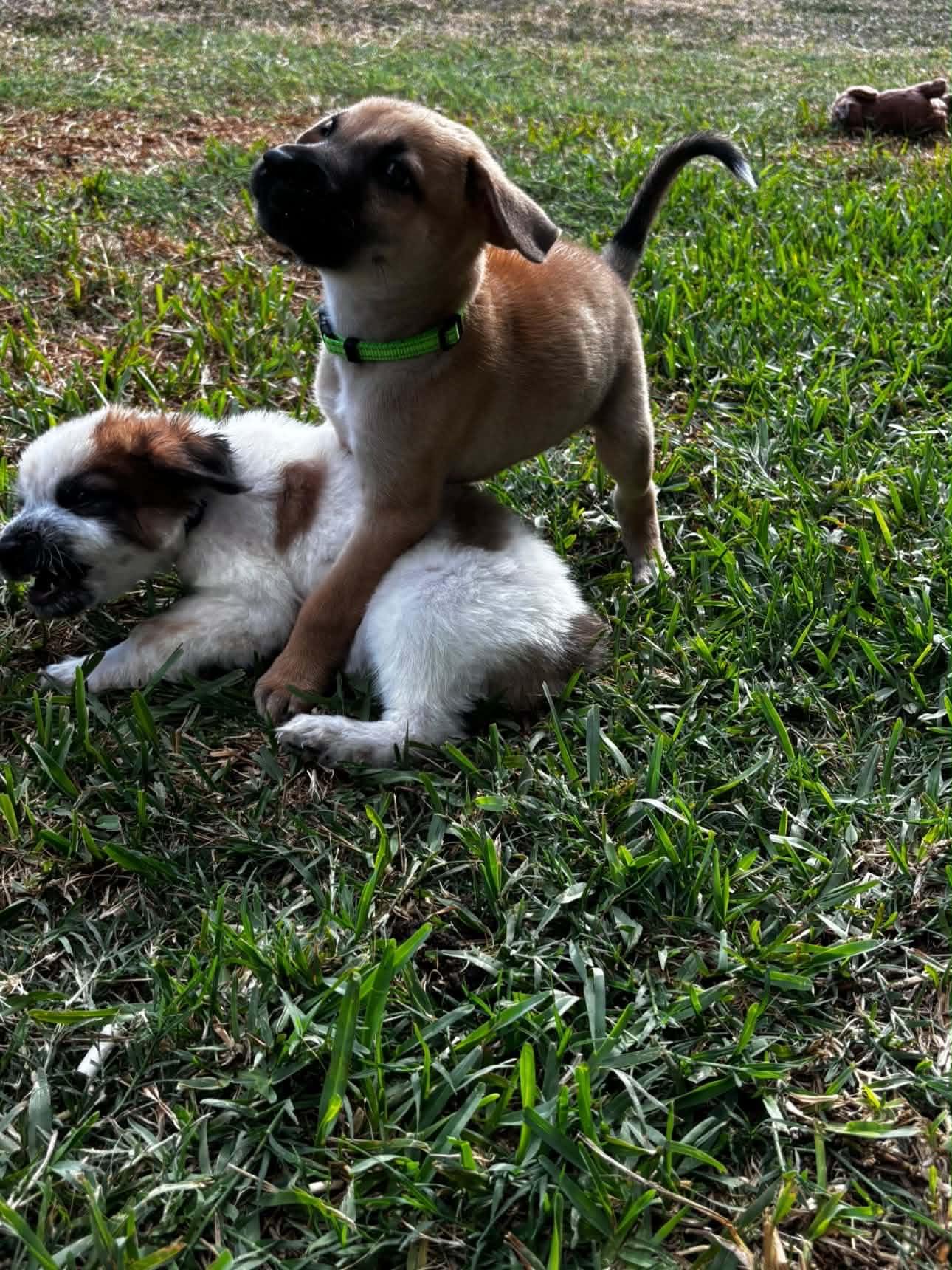 Enlarge Ernie, a Adoptable mixed breed in Gainesville, VA image 2/6