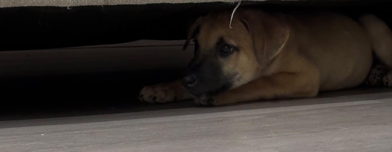 Enlarge Ernie, a Adoptable mixed breed in Gainesville, VA image 5/6