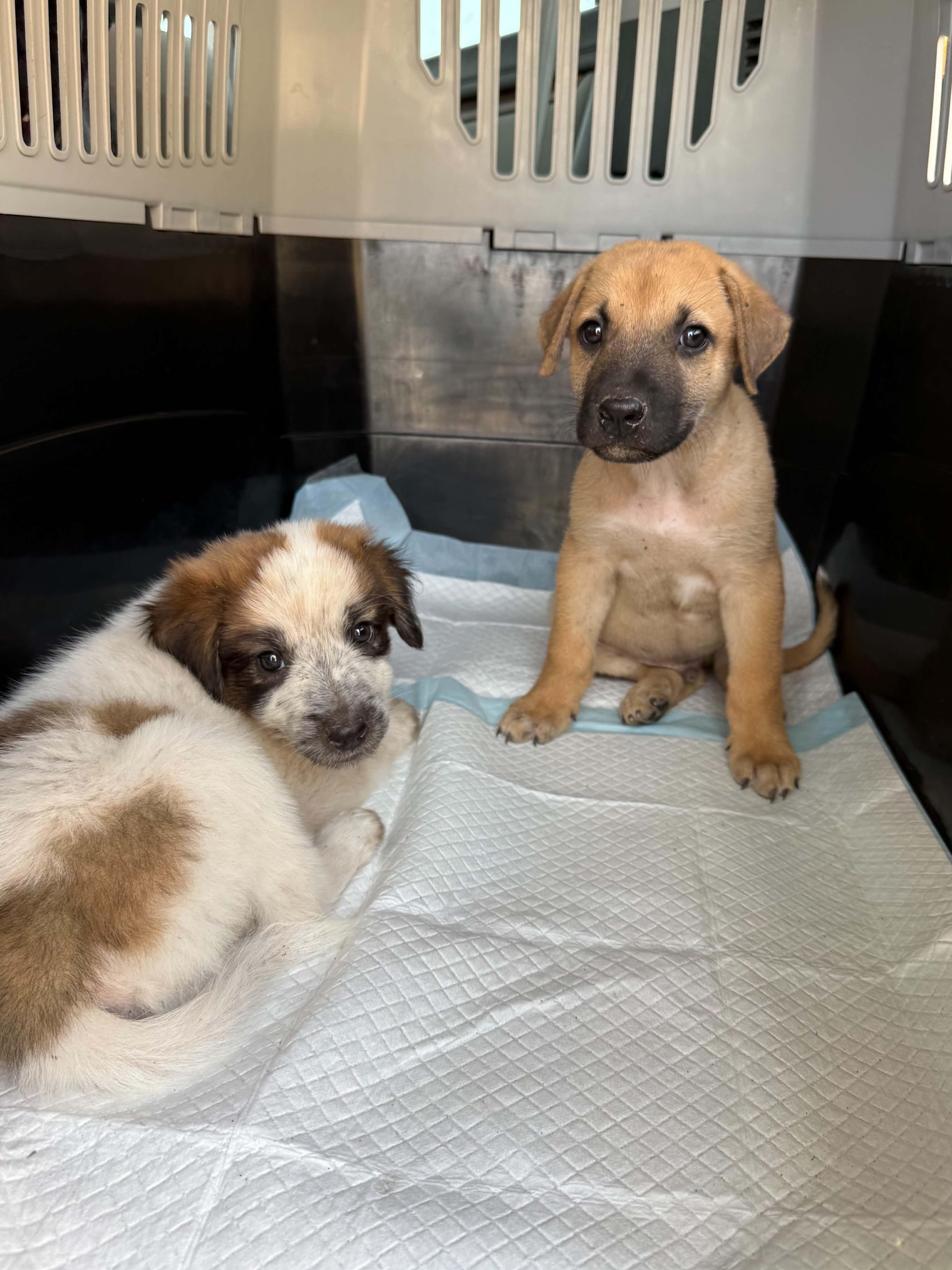 Enlarge Ernie, a Adoptable mixed breed in Gainesville, VA image 4/6