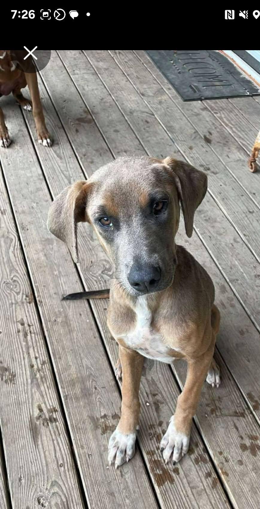 Mocha, Adoptable, Young Male Bulldog & Labrador Retriever.