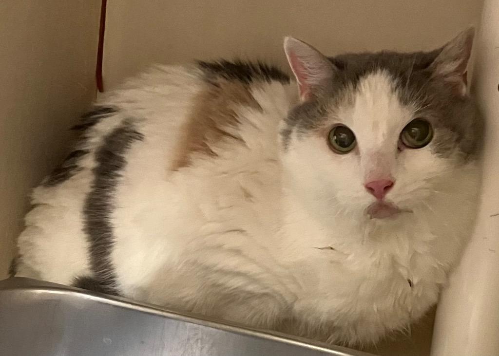 Enlarge Buffy *Sponsored Adoption, a Adoptable mixed breed in Christiansburg, VA image 1/1