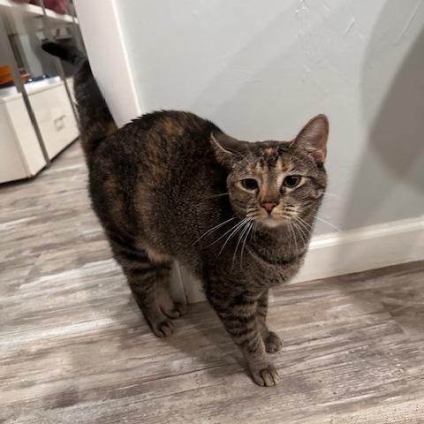 Enlarge Dottie, a Adoptable Domestic Short Hair in Greensburg, PA image 1/3
