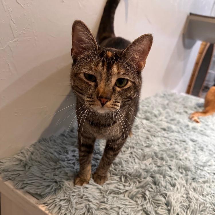 Enlarge Dottie, a Adoptable Domestic Short Hair in Greensburg, PA image 2/3