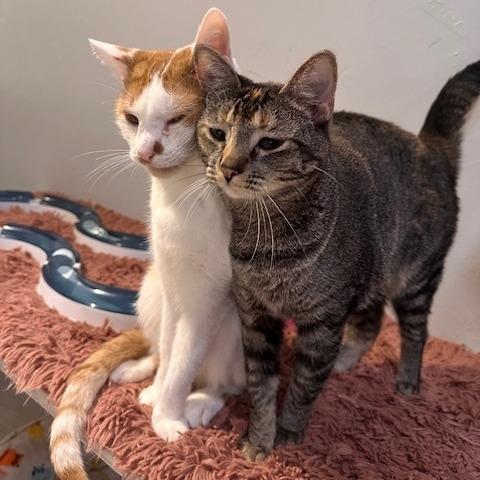 Enlarge Dottie, a Adoptable Domestic Short Hair in Greensburg, PA image 3/3